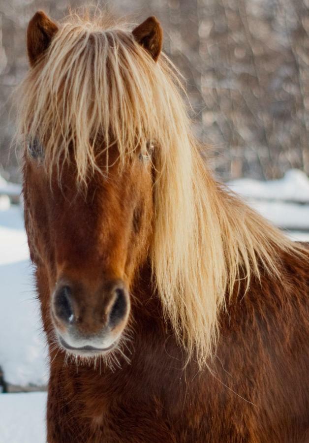 Willa Paimentupa Kolinkylä Zewnętrze zdjęcie